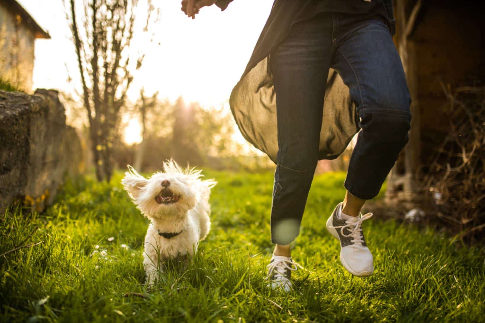 Essential Guide to Proper Pet Care: Ensuring a Happy and Healthy Pet