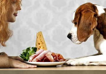 Top 10 Tips for Feeding a Fussy Dog