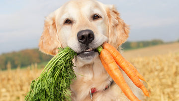 The Benefits of Carrots for Dogs