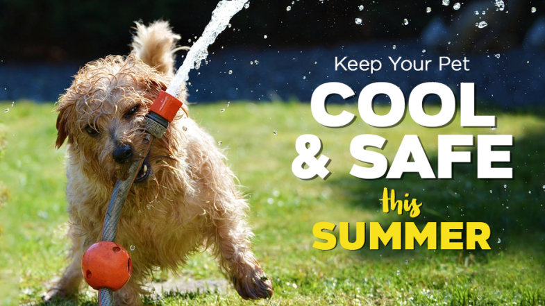 Keeping Your Pet Cool and Comfortable in the Summer: Essential Tips and Tricks